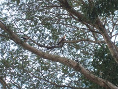 Theristicus caudatus