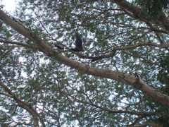 Theristicus caudatus