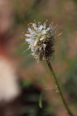 Dalea candida