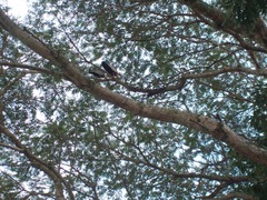 Theristicus caudatus