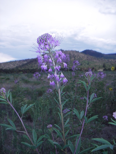 Rocky Mountain Beeplant
