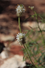 Dalea candida