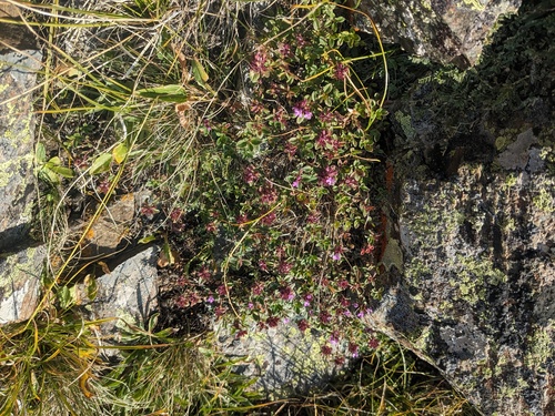 Thymus nummularius, photograph 2