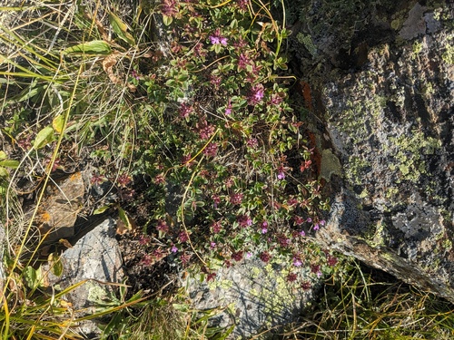 Thymus nummularius, photograph 3