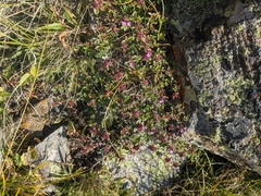 (c) Yuri Sofronov, some rights reserved (CC BY) Thymus nummularius, photograph (c) Yuri Sofronov, some rights reserved (CC BY)