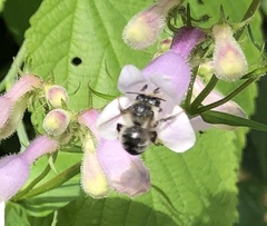 Anthophora terminalis