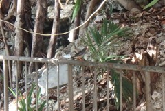 Turdus plumbeus