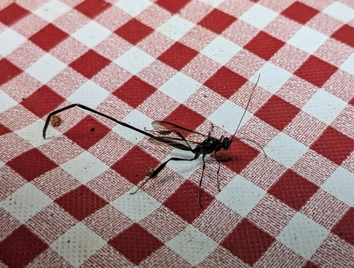American Pelecinid Wasp photo 6