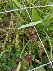 Trifolium rytidosemium (Trifolium rytidosemium)