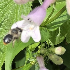 Anthophora terminalis