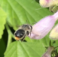 Anthophora terminalis