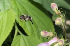 Anthophora terminalis