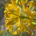 Yellow Spiderflower - Photo (c) Matt Lavin, some rights reserved (CC BY-SA)