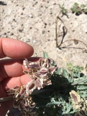Vesper purpurascens