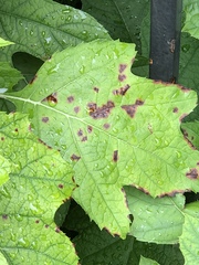Cercospora hydrangeae