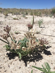 Vesper purpurascens