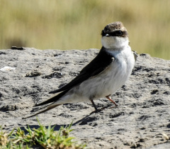 Pseudhirundo griseopyga