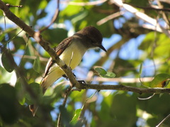Myiarchus yucatanensis