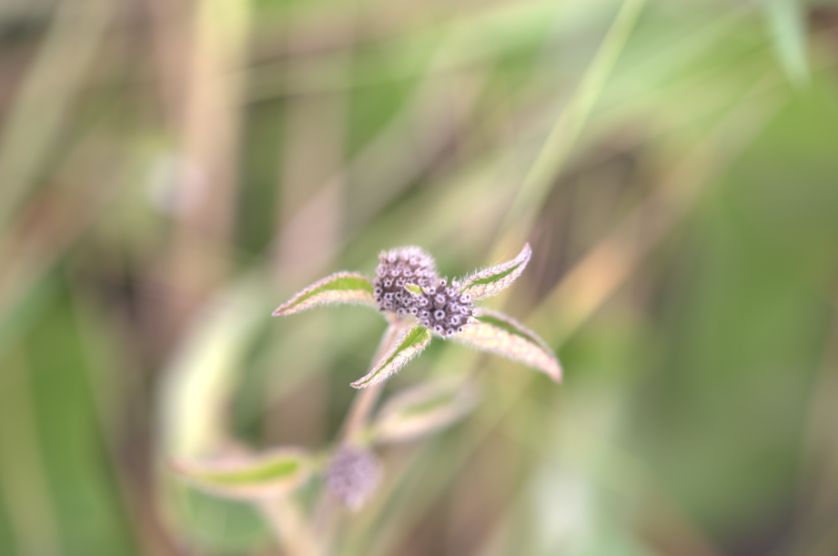 Island Bush-Mint (Hyptis lantanifolia)