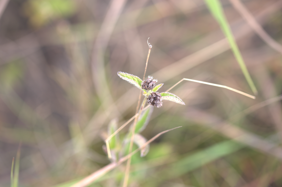 Image of Hyptis lantanifolia by (c) Guillaume Delaitre, some rights reserved (CC BY)