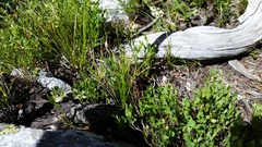 Carex geyeri