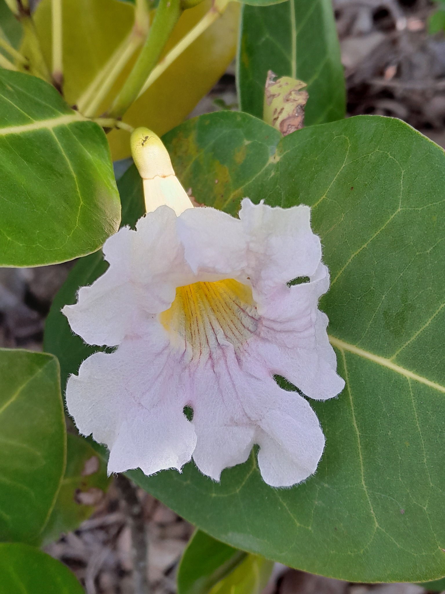 Imagem de Ipê-roxo
