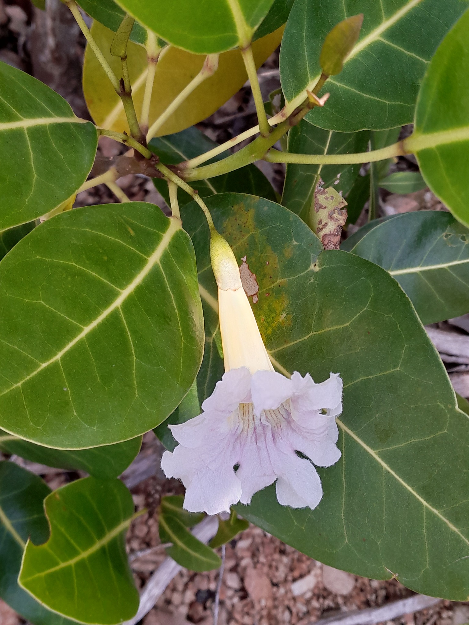 Imagem de Ipê-roxo
