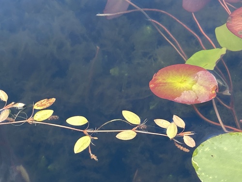 Snailseed pondweed (Potamogeton bicupulatus)