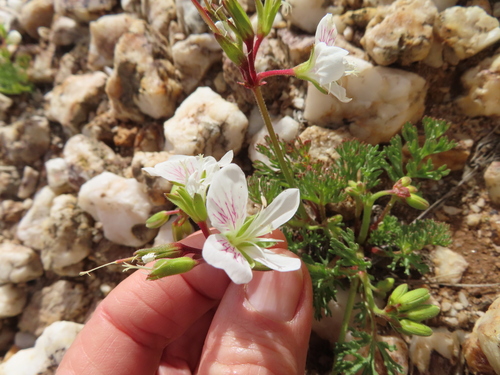 Image of Pelargonium quarciticola by (c) linkie, some rights reserved (CC BY)