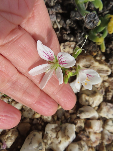 Image of Pelargonium quarciticola by (c) linkie, some rights reserved (CC BY)