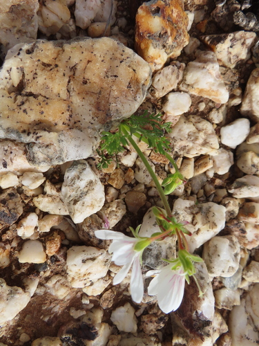 Image of Pelargonium quarciticola by (c) linkie, some rights reserved (CC BY)