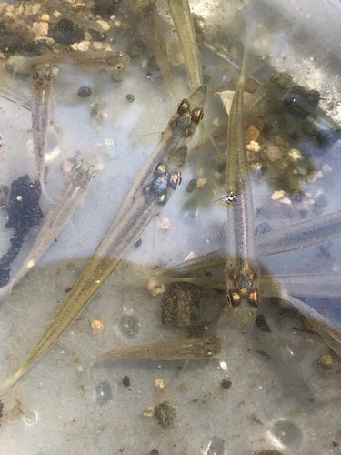 Brook silverside (Labidesthes sicculus) — Atherinopsidae — 4