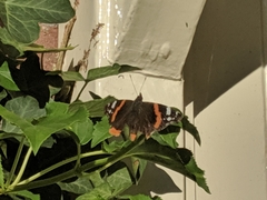 Vanessa atalanta