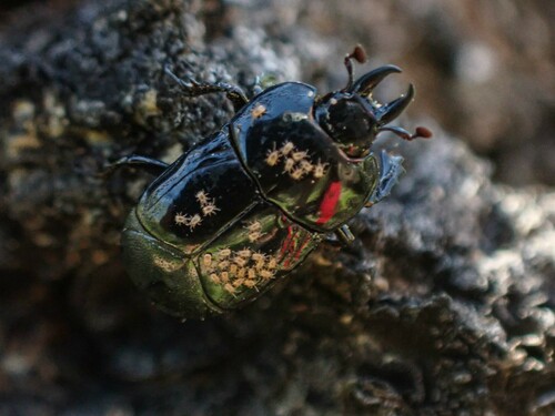 Hololepta vicina