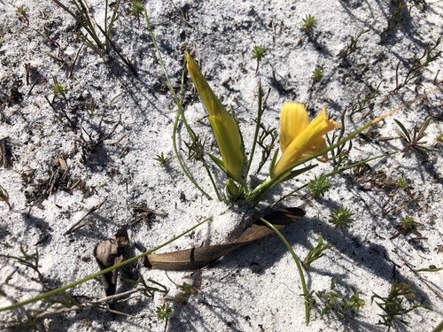 Gold Froetang (Romulea triflora)