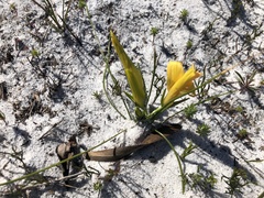Romulea triflora