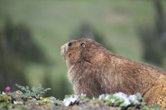 Marmota olympus