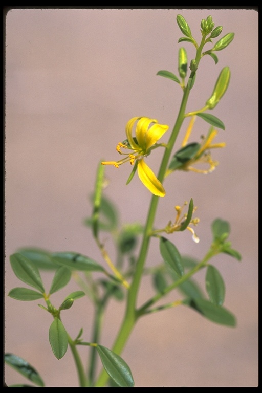 Carsonia