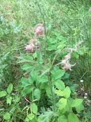 Geum triflorum