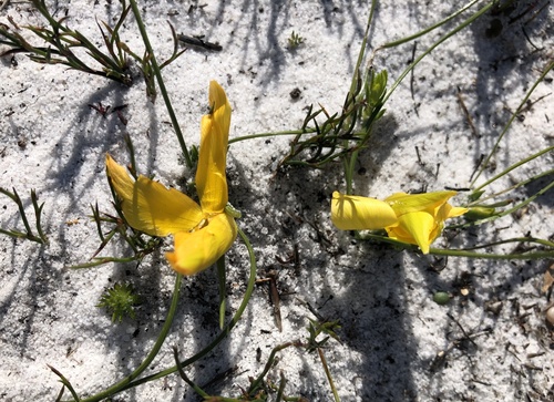 Image of Romulea triflora by (c) Caroline Voget, some rights reserved (CC BY)