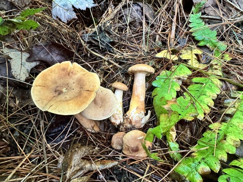 Lactarius helvus — (c) Annie Weissman, some rights reserved (CC BY)