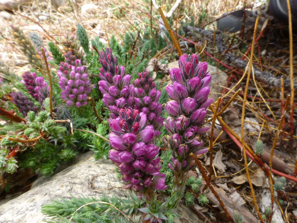 Myricaria rosea