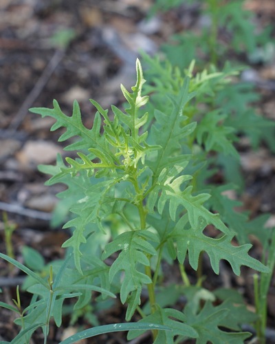 Dysphania incisa, photograph 2
