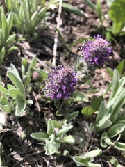 Veronica wyomingensis