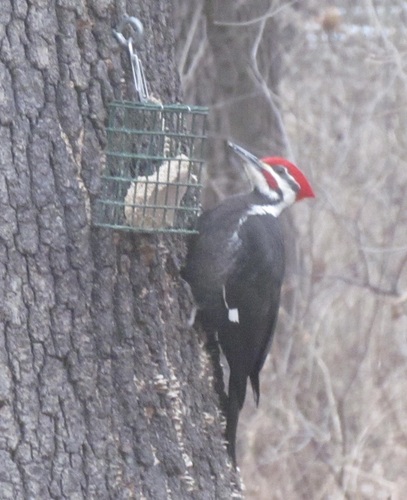 Pileated Woodpecker photographed in Kansas