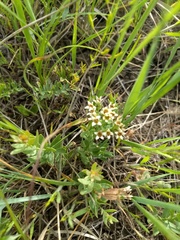Comandra umbellata