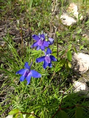 Delphinium bicolor