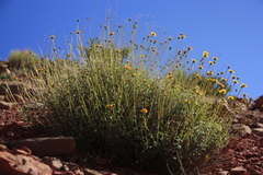 Encelia resinifera