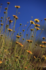 Encelia resinifera
