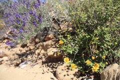 Encelia resinifera